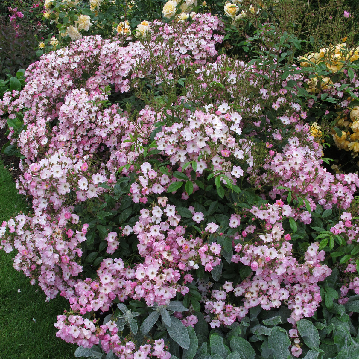 Coel Shrub Roses Ballerina | Shrub Rose | David Austin Roses