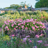 Gertrude Jekyll®