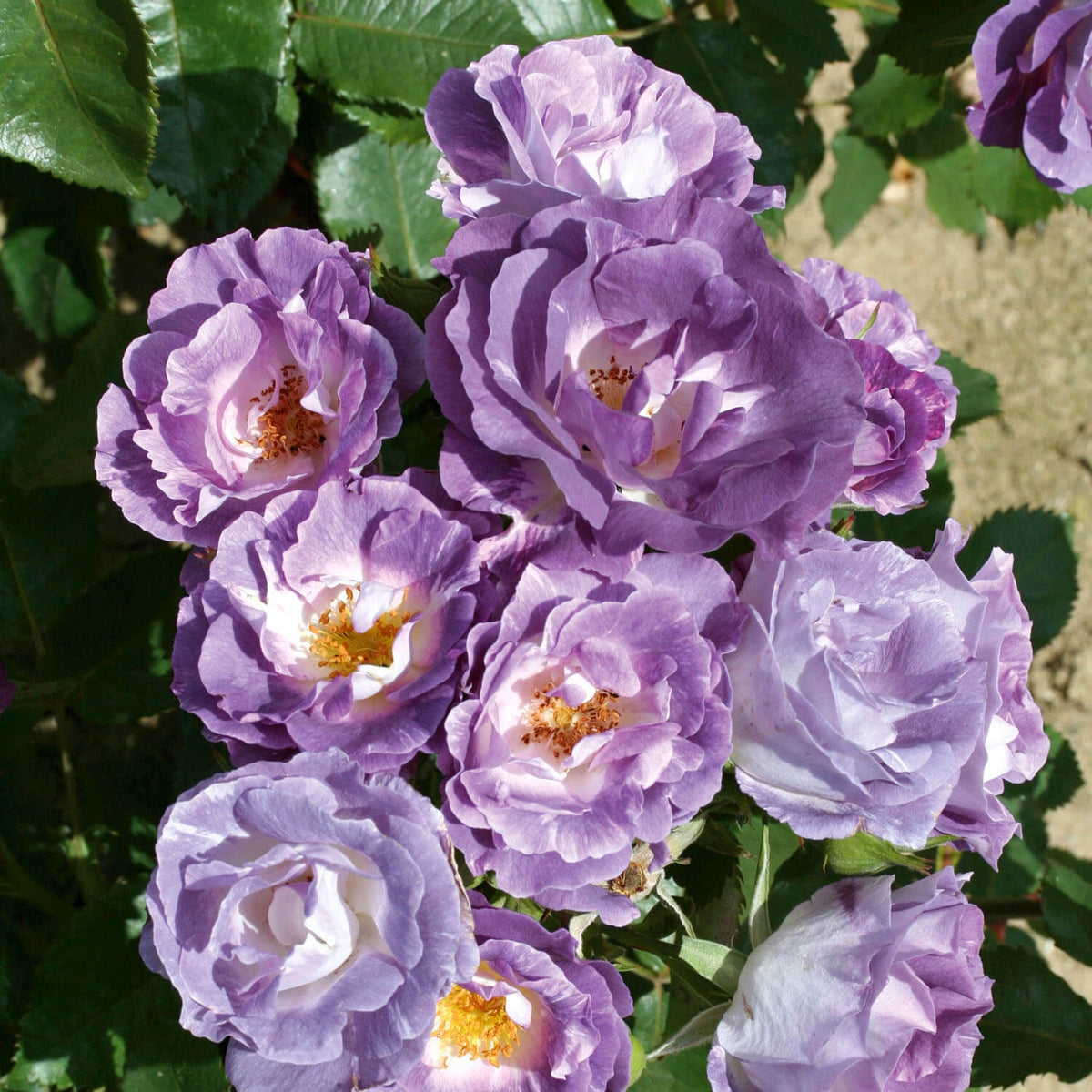 Floribuna Roses Floribunda Roses | David Austin Roses