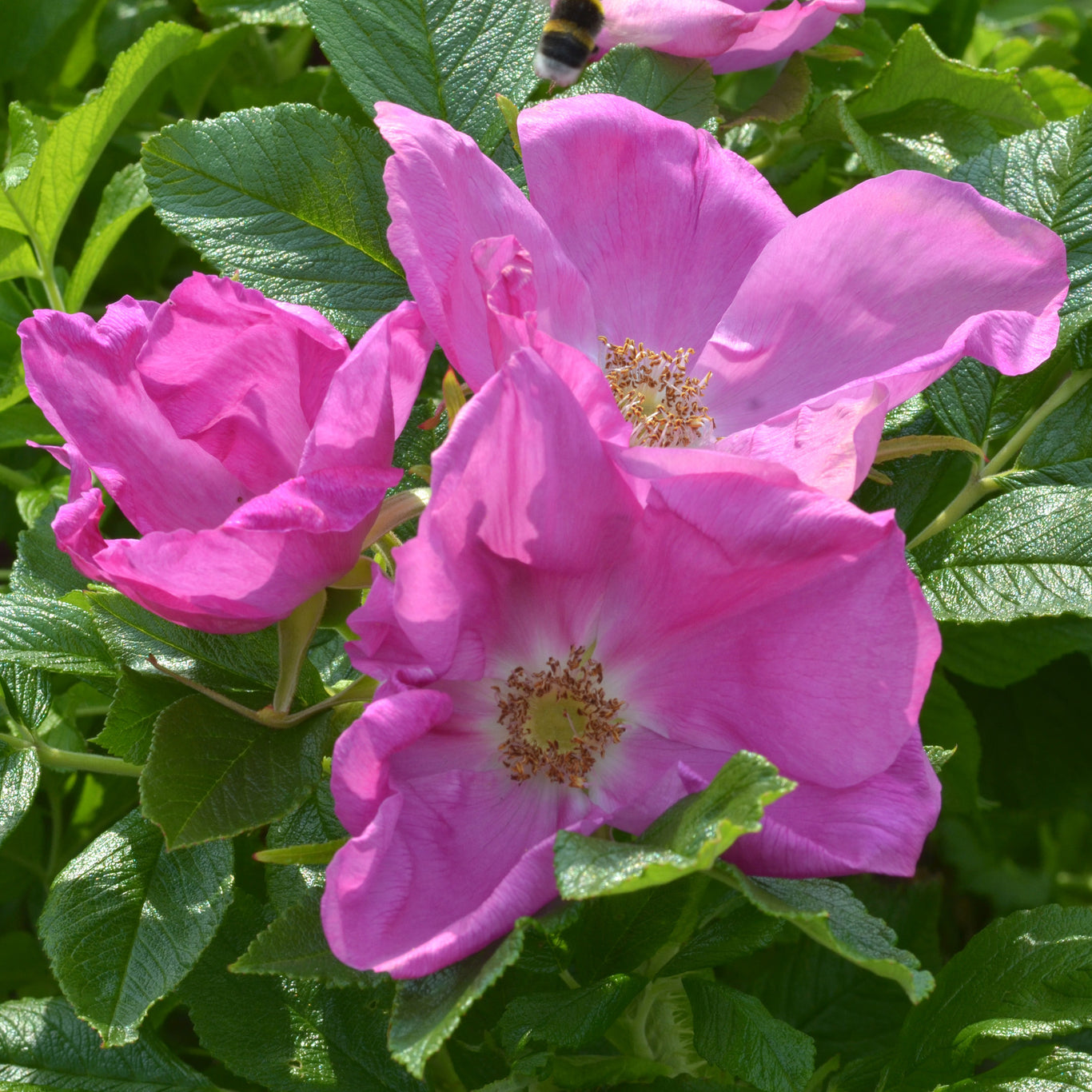 Rosa Rugosa Rose | David Austin Roses