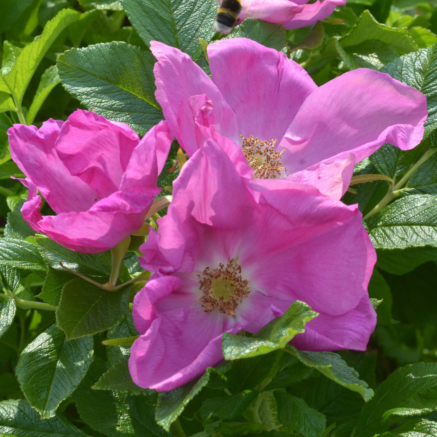 Scabrosa | Rugosa Rose | David Austin Roses
