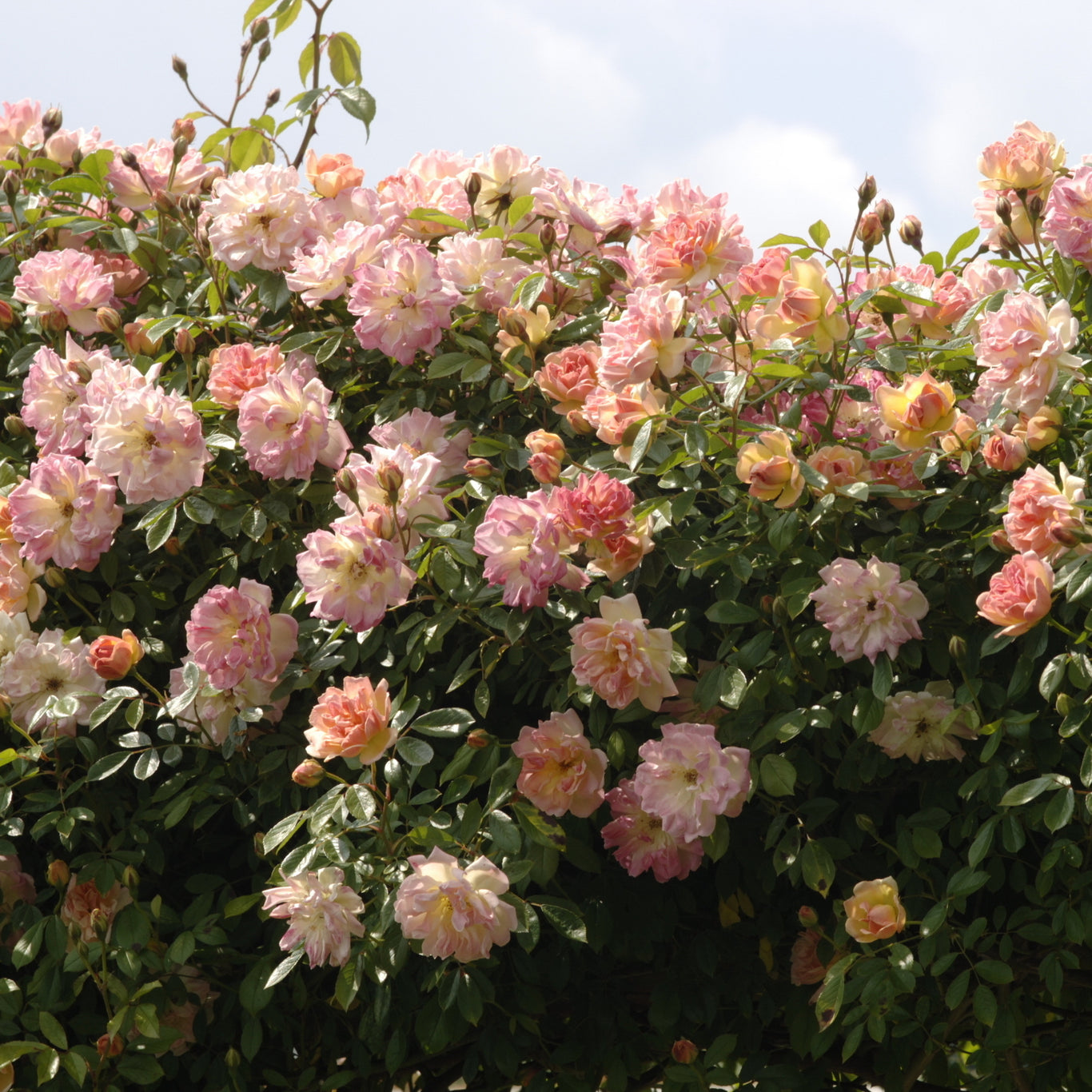 Rambling Roses - David Austin roses