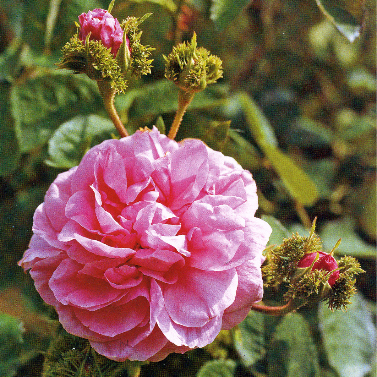 Chapeau de Napoléon | Old Rose | David Austin Roses