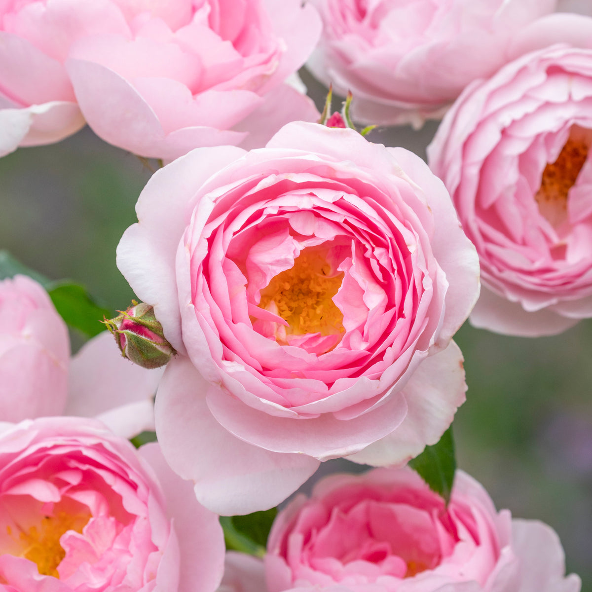 Light Pick Roses Light Pink Roses | David Austin Roses