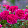 Scents of summer bundle