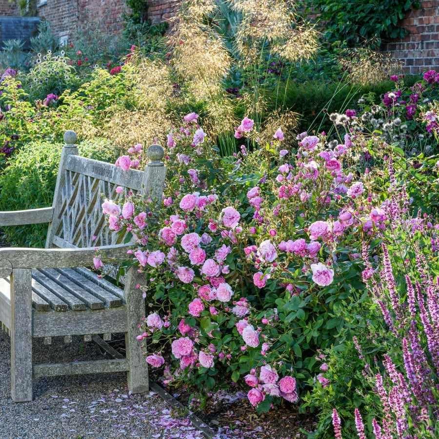 Harlow Carr (Aushouse) | English Shrub Rose | David Austin Roses