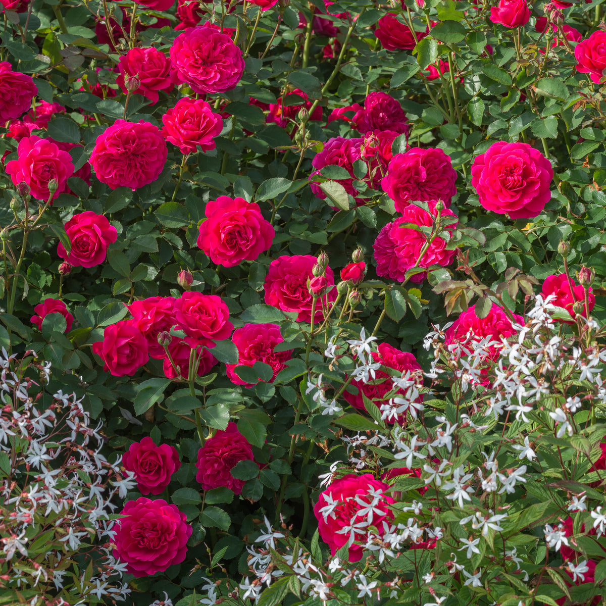 Bush Roses Vs Red Roses Red Shrub Roses | David Austin Roses