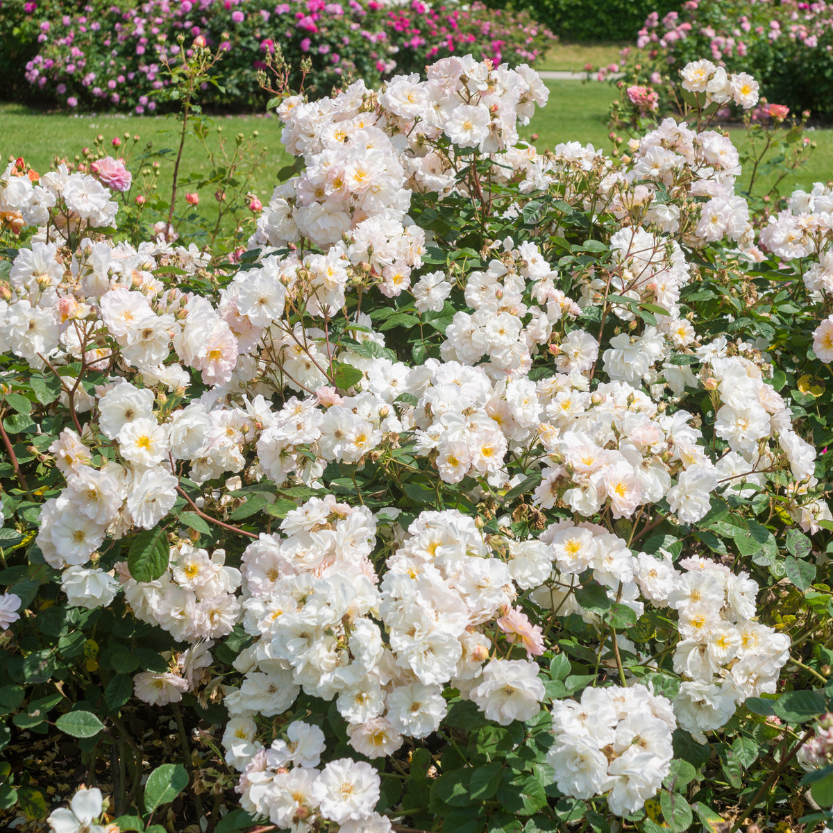 Hybrid Musk Roses | David Austin Roses