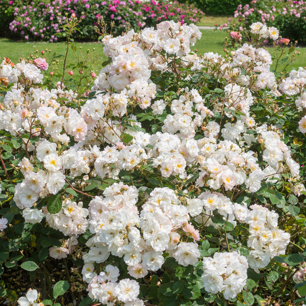 Пенелопа - Penelope (шрабовая роза) - описание, характеристики, фото и отзывы Пенелопа - Penelope (Shrub Rose): описание, характеристики, фото и отзывы