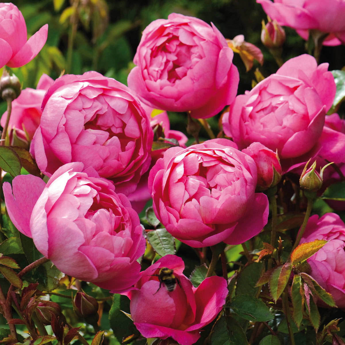 Royal Jubilee (Auspaddle) | English Shrub Rose | David Austin Roses