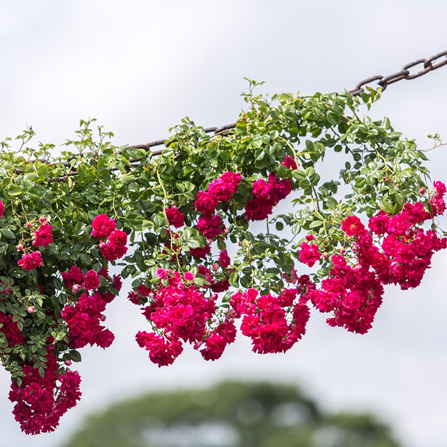 Crimson Shower