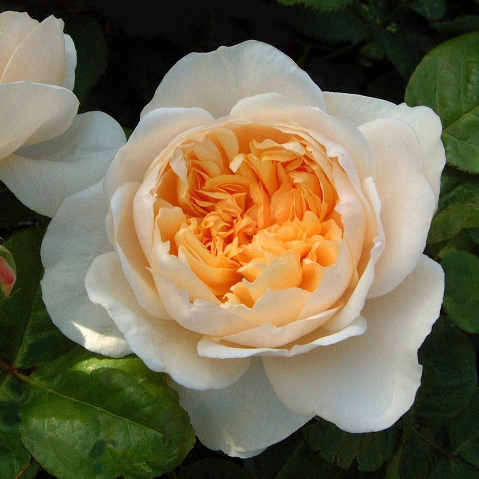 Jayne Austin
