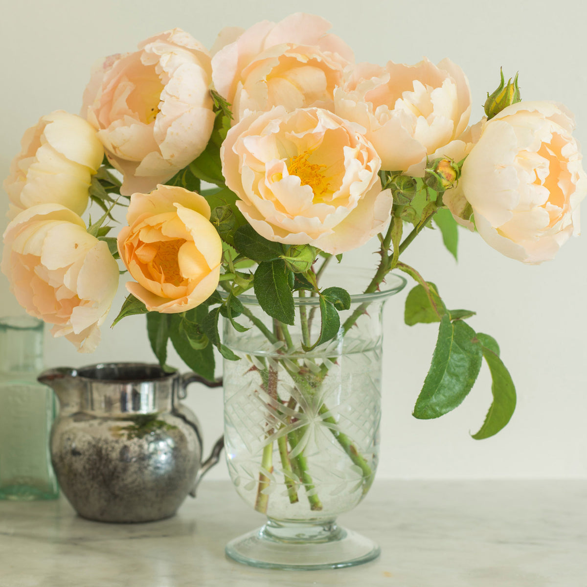 Comte de Champagne (Ausufo) | English Shrub Rose | David Austin Roses