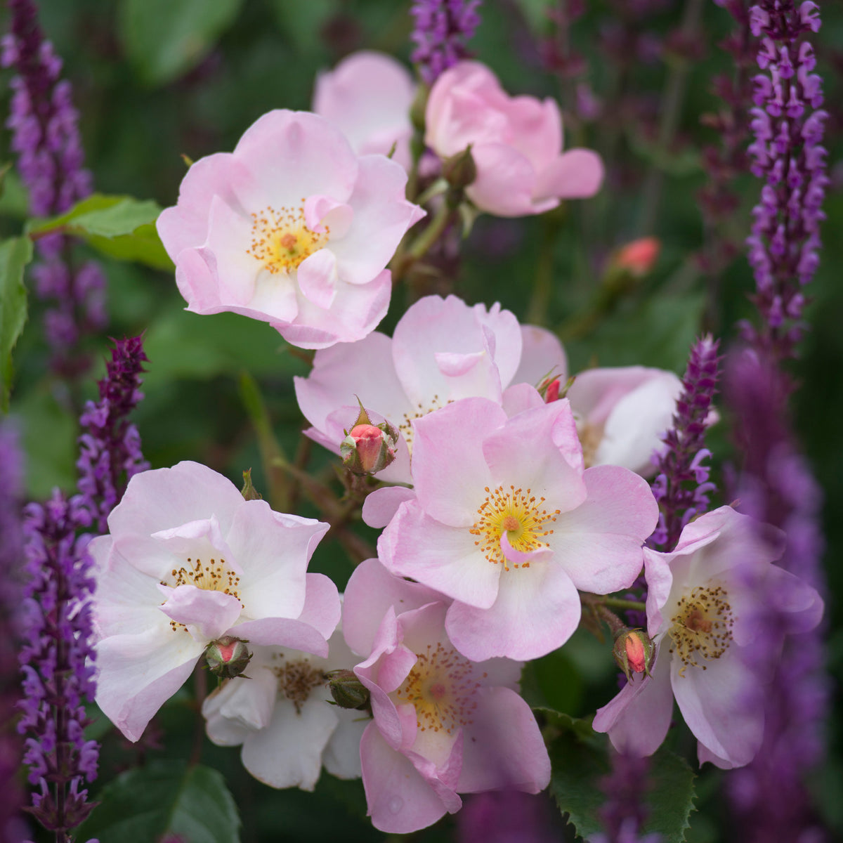 Rosy Cushion | Shrub Rose | David Austin Roses