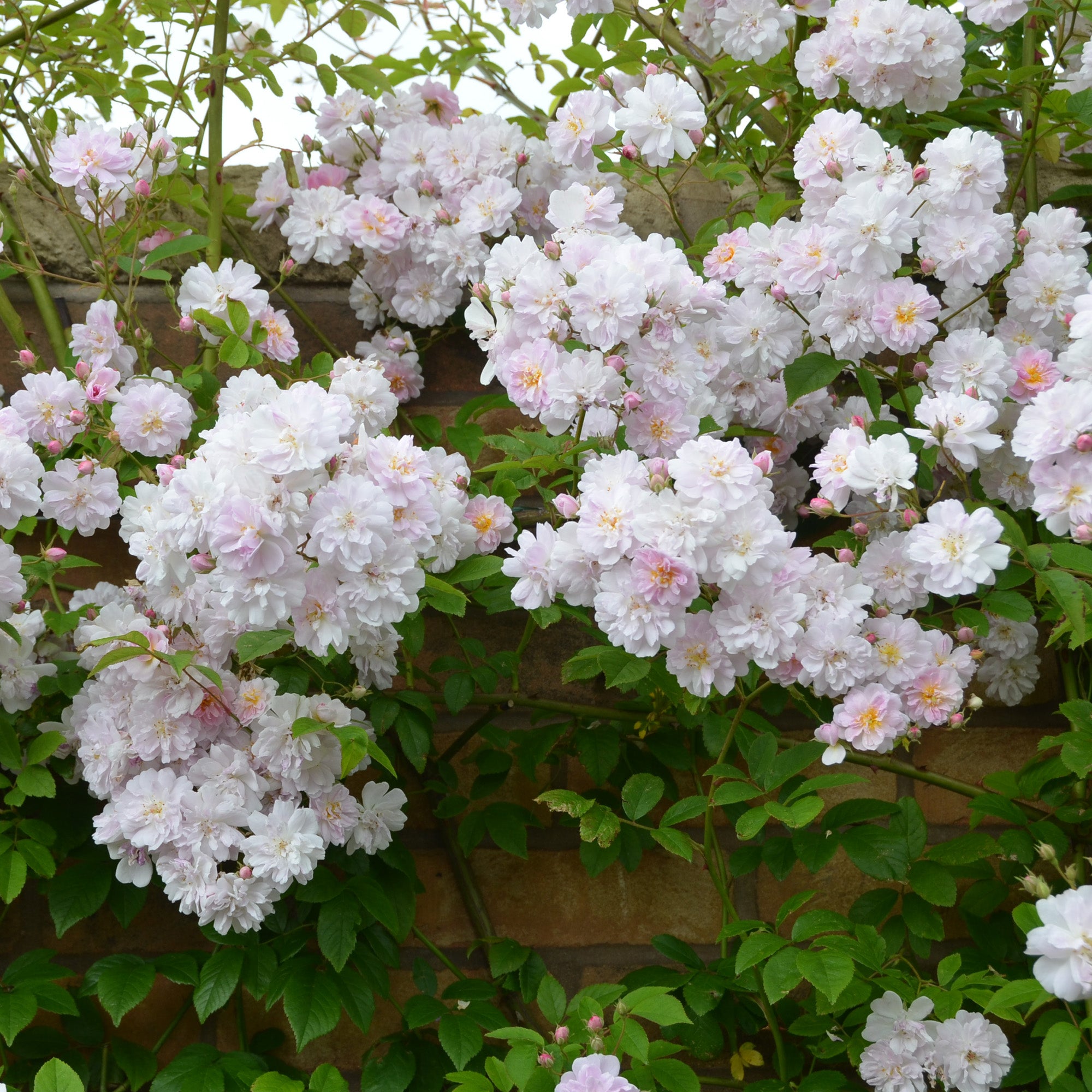 Paul's Himalayan Musk