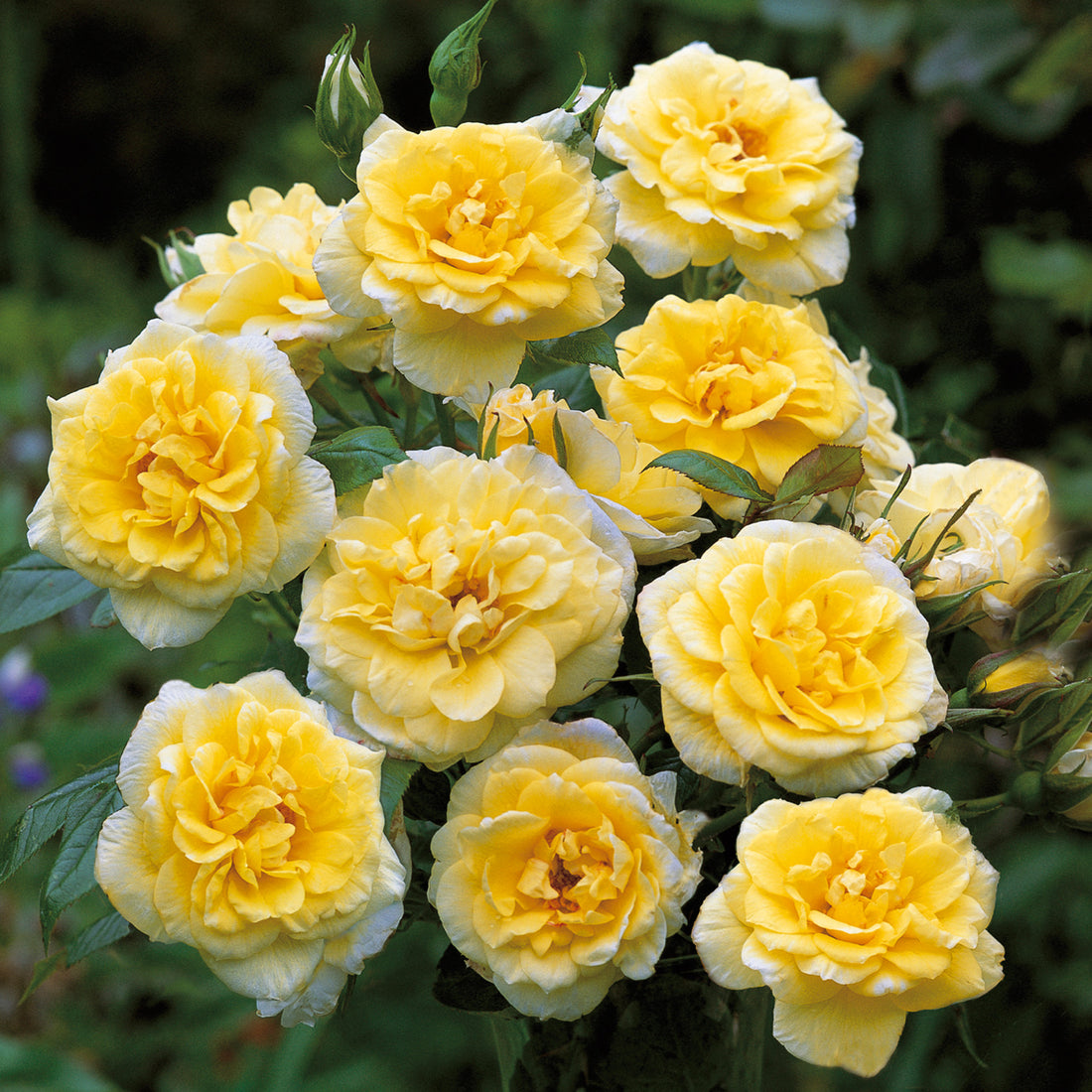 Yellow Climbing Roses | David Austin Roses