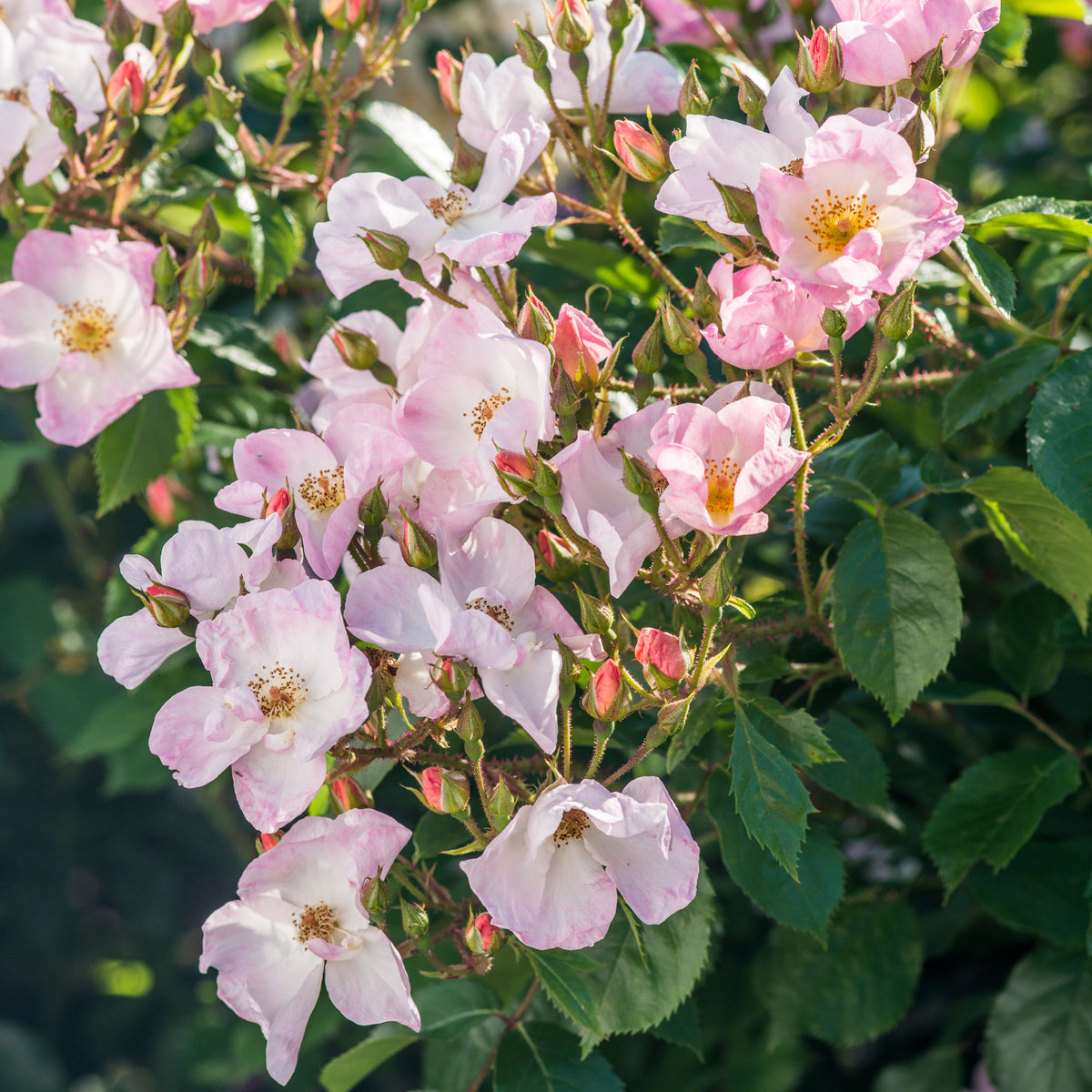 Rosy Cushion | Shrub Rose | David Austin Roses