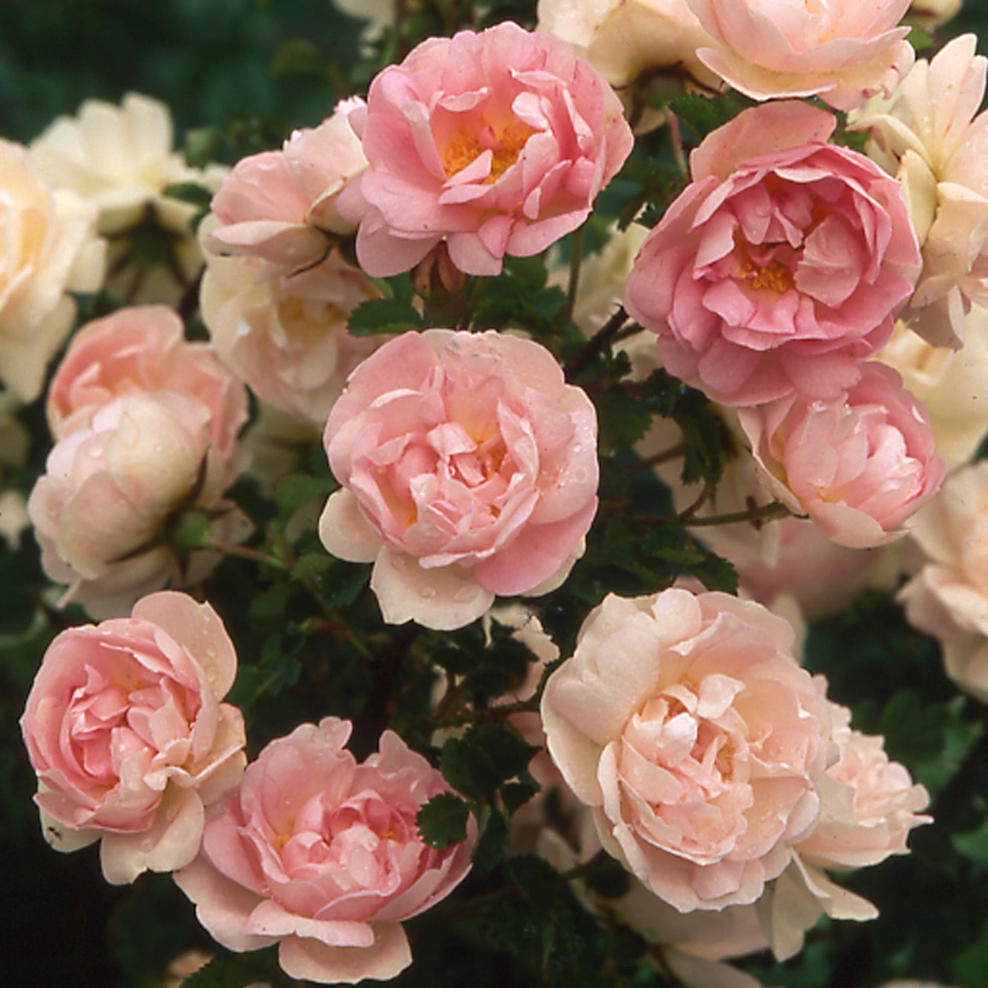 R. spin. ‘Marbled Pink' | Wild Rose | David Austin Roses