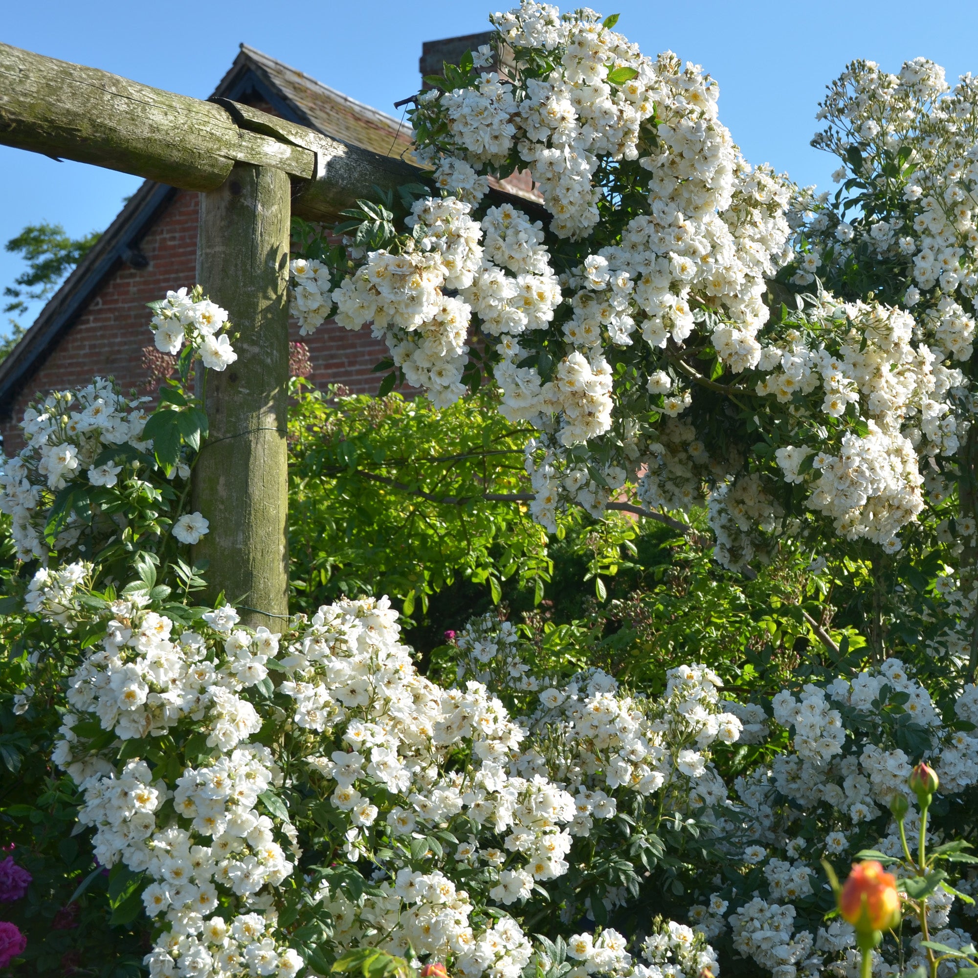 Rambling Rector