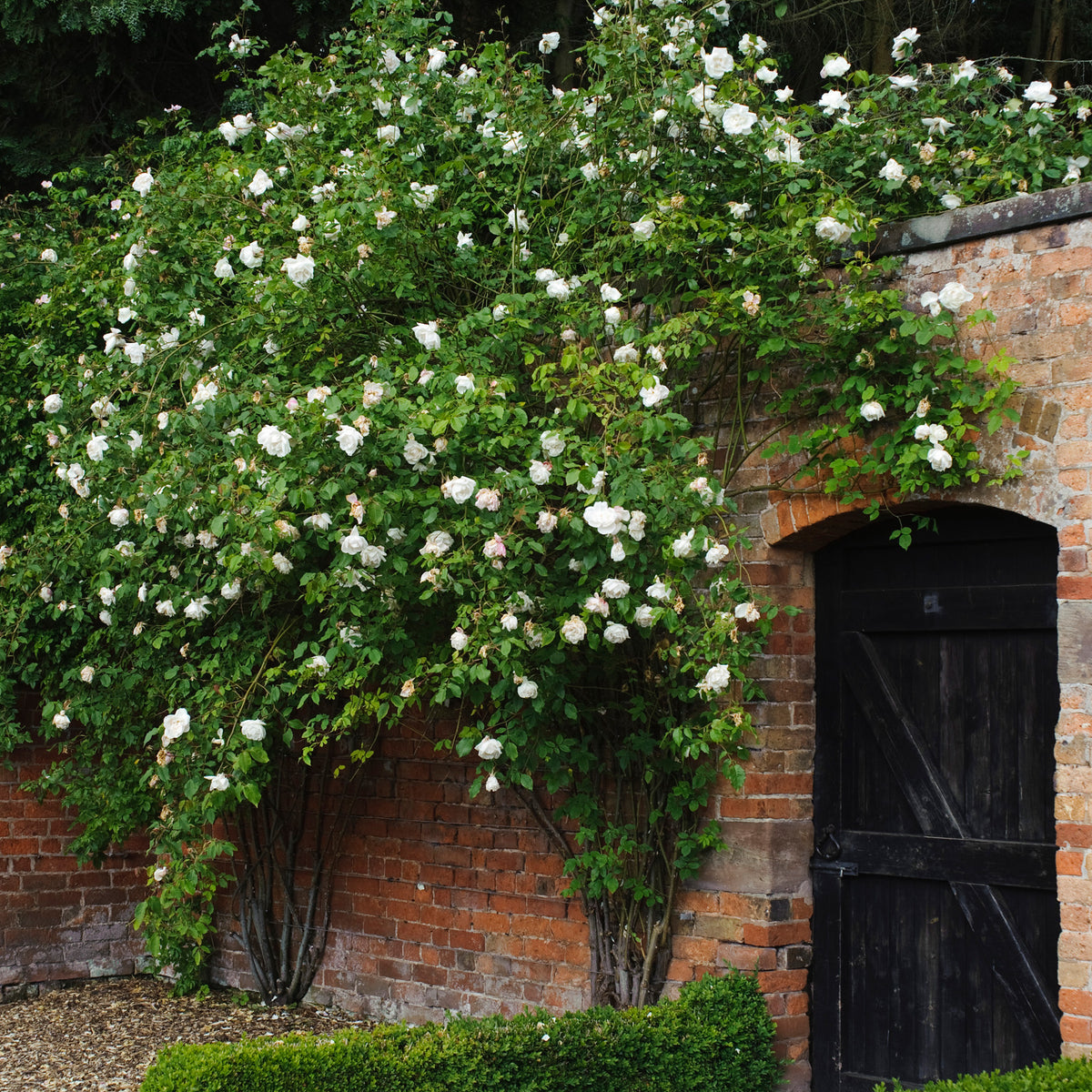 Mme. Alfred Carrière | Climbing Rose | David Austin Roses