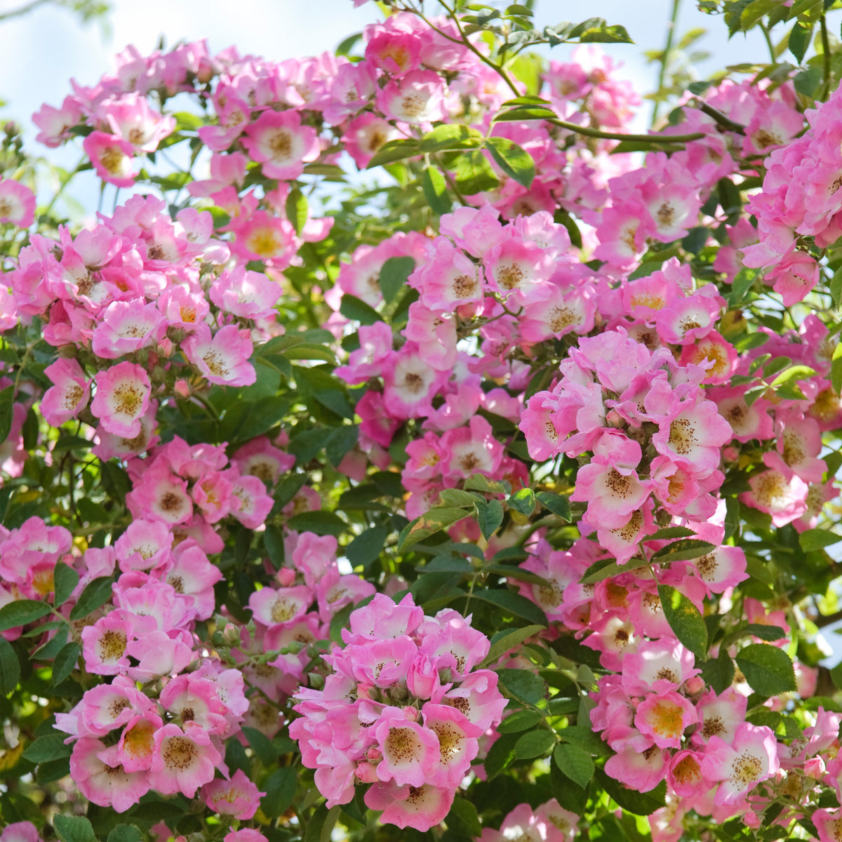 David Austin Rambler Kew Rambler | Rambling Rose | David Austin Roses