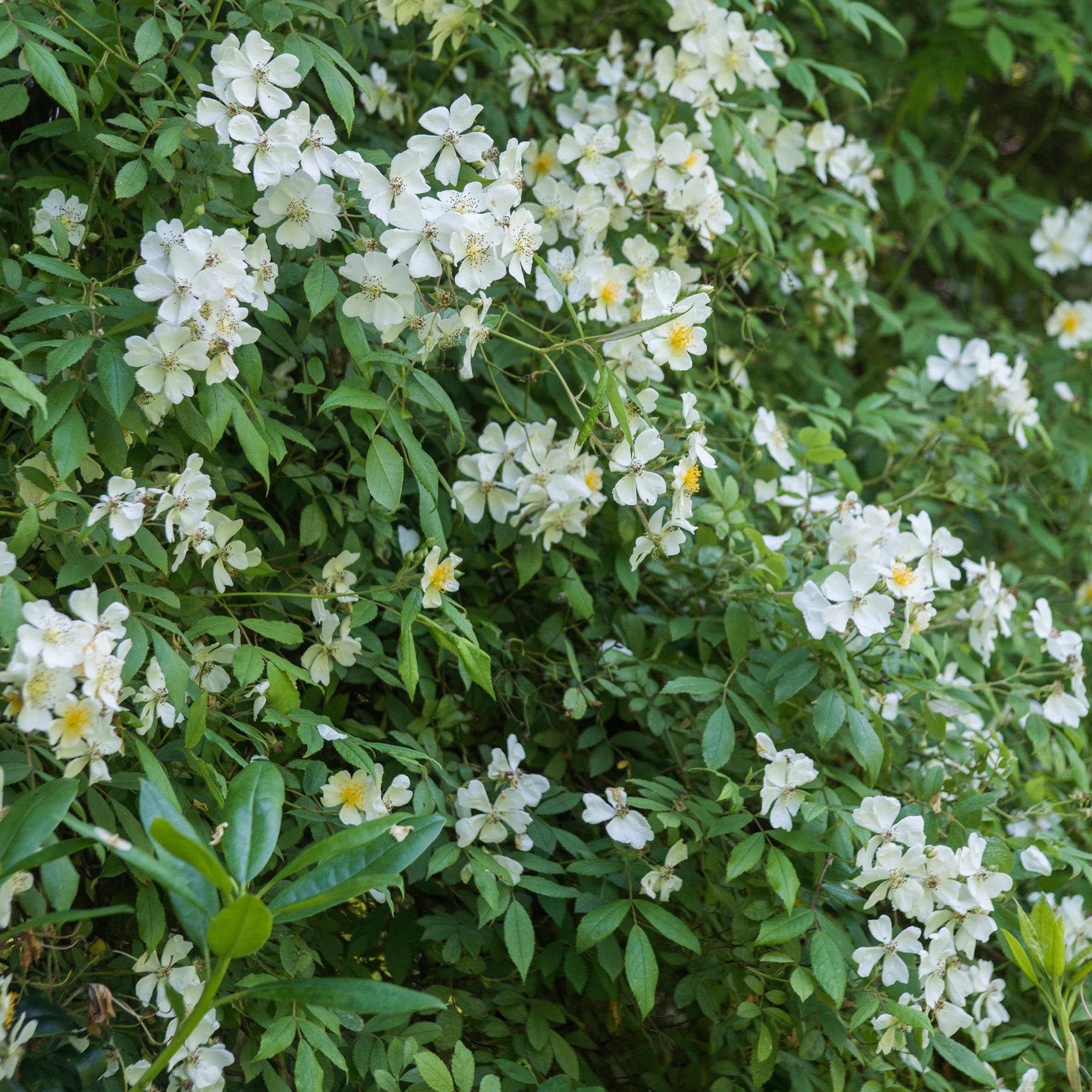 R. helenae | Rambling Rose | David Austin Roses