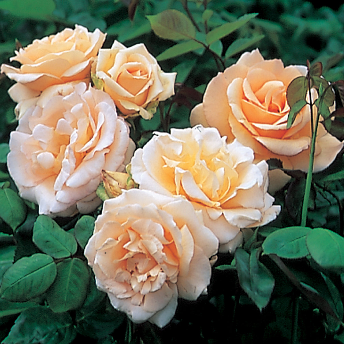Apricot Nectar | Floribunda | David Austin Roses