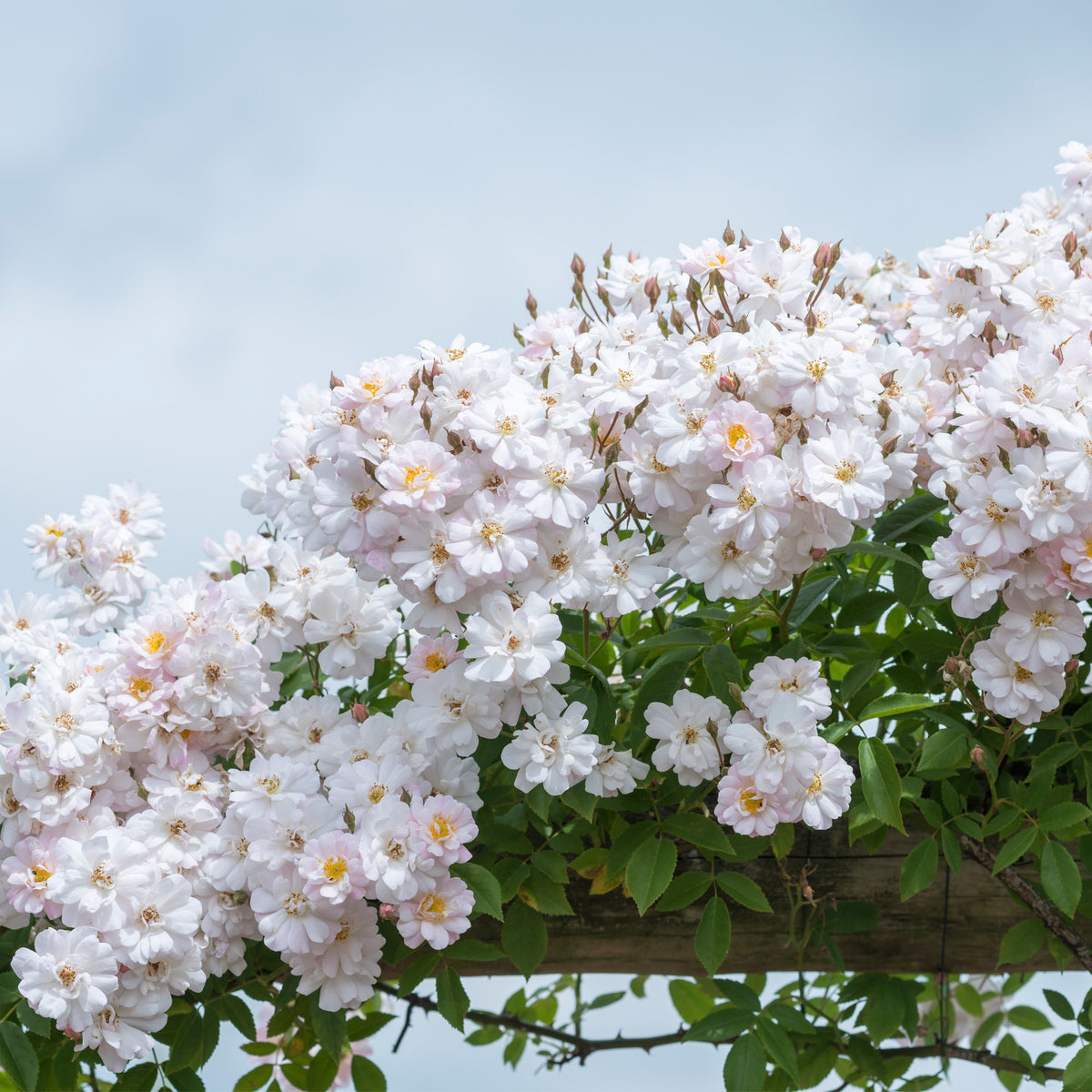 The Garland | Rambling Rose | David Austin Roses