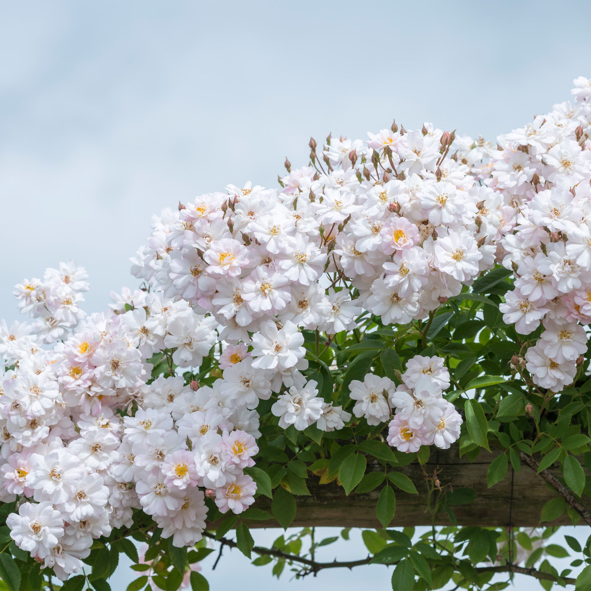 The Garland