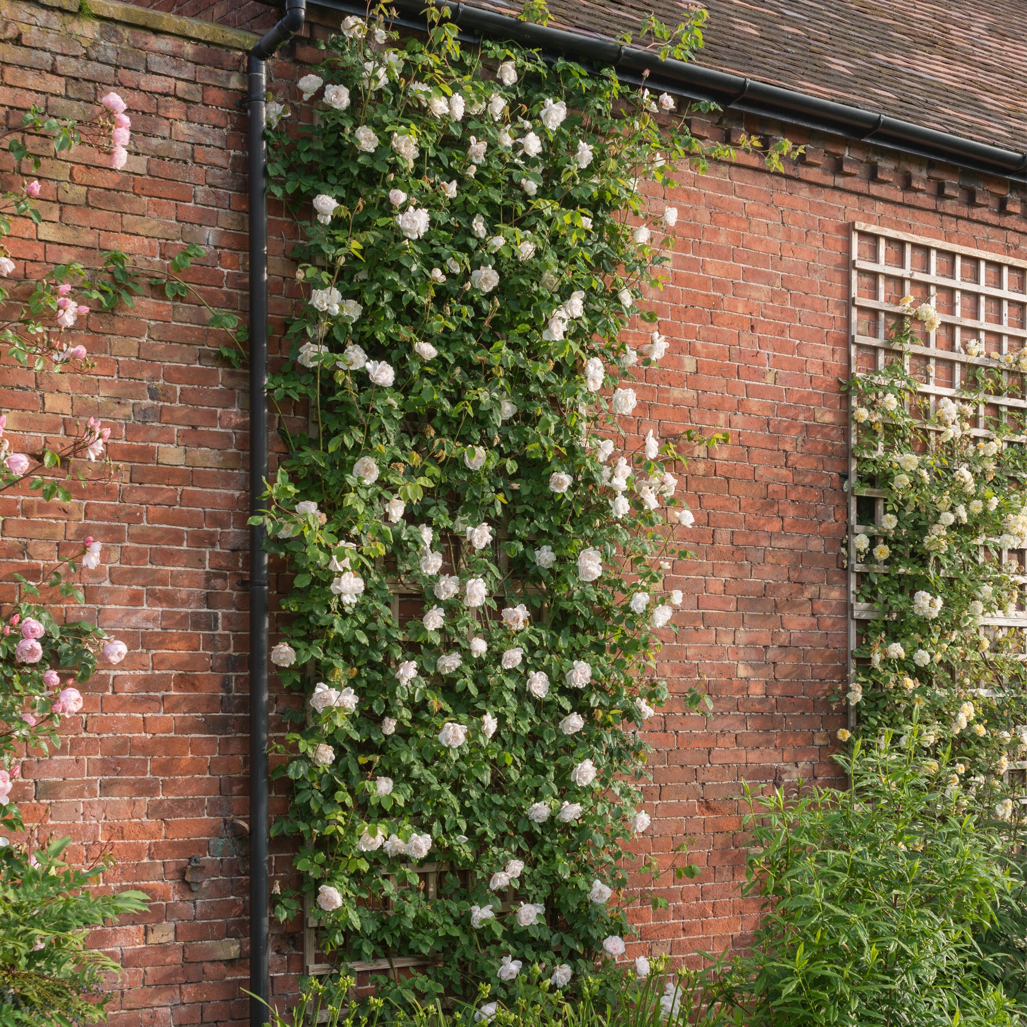 Mme. Alfred Carrière | Climbing Rose | David Austin Roses