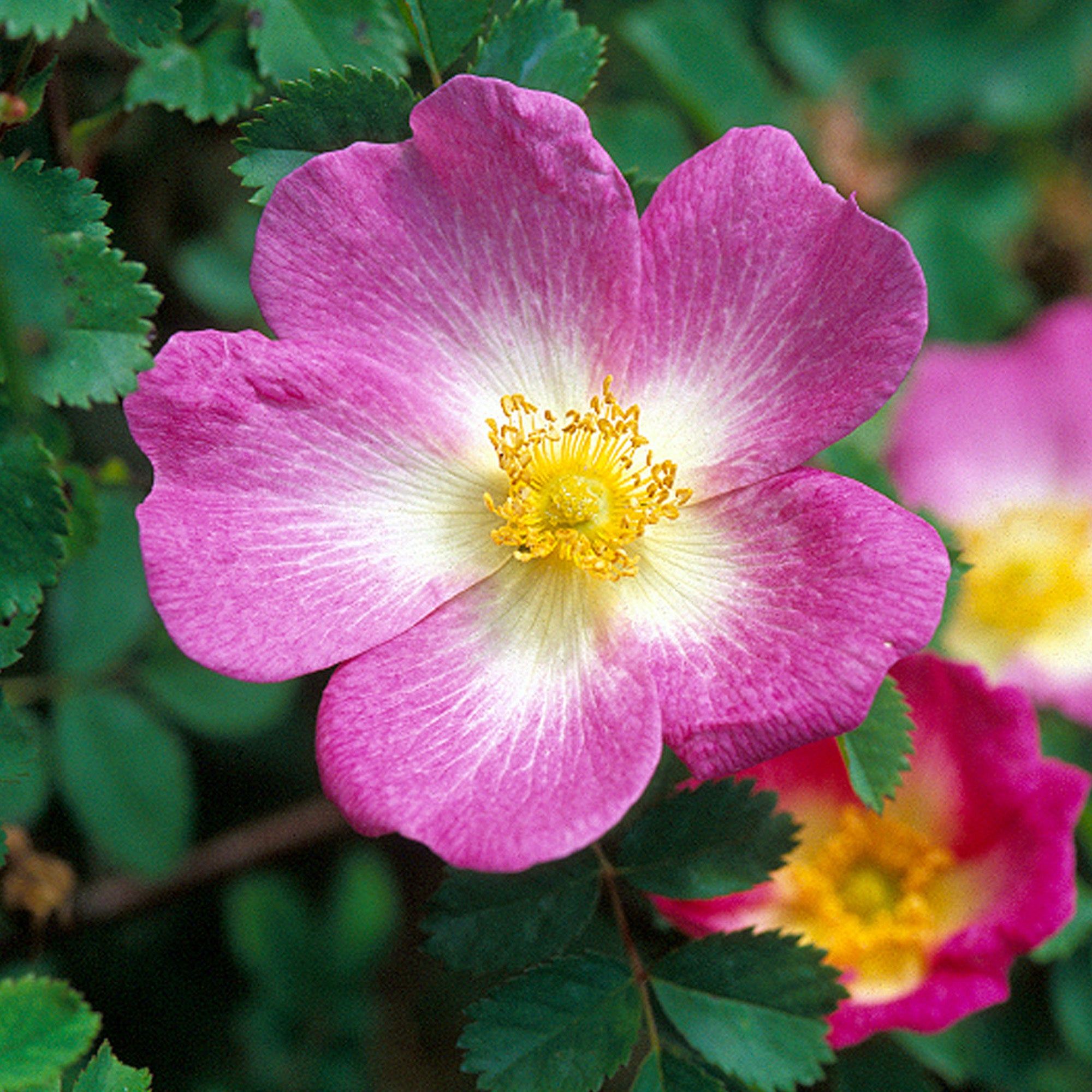 R. spin. 'Glory of Edzell'