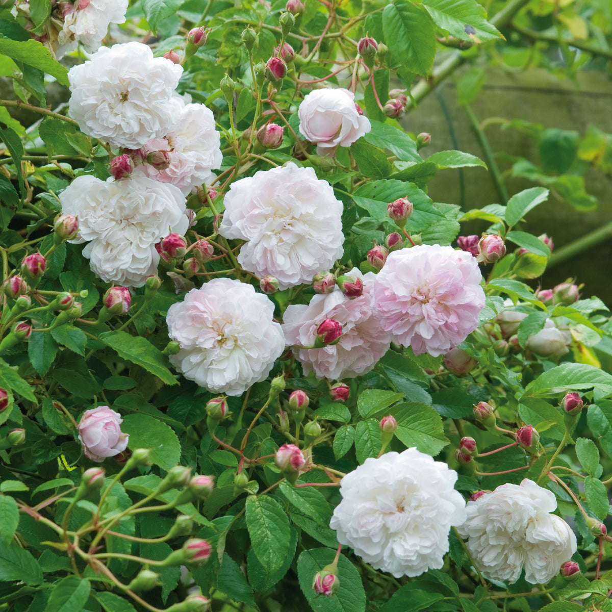 Princesse Louise | Rambling Rose | David Austin Roses
