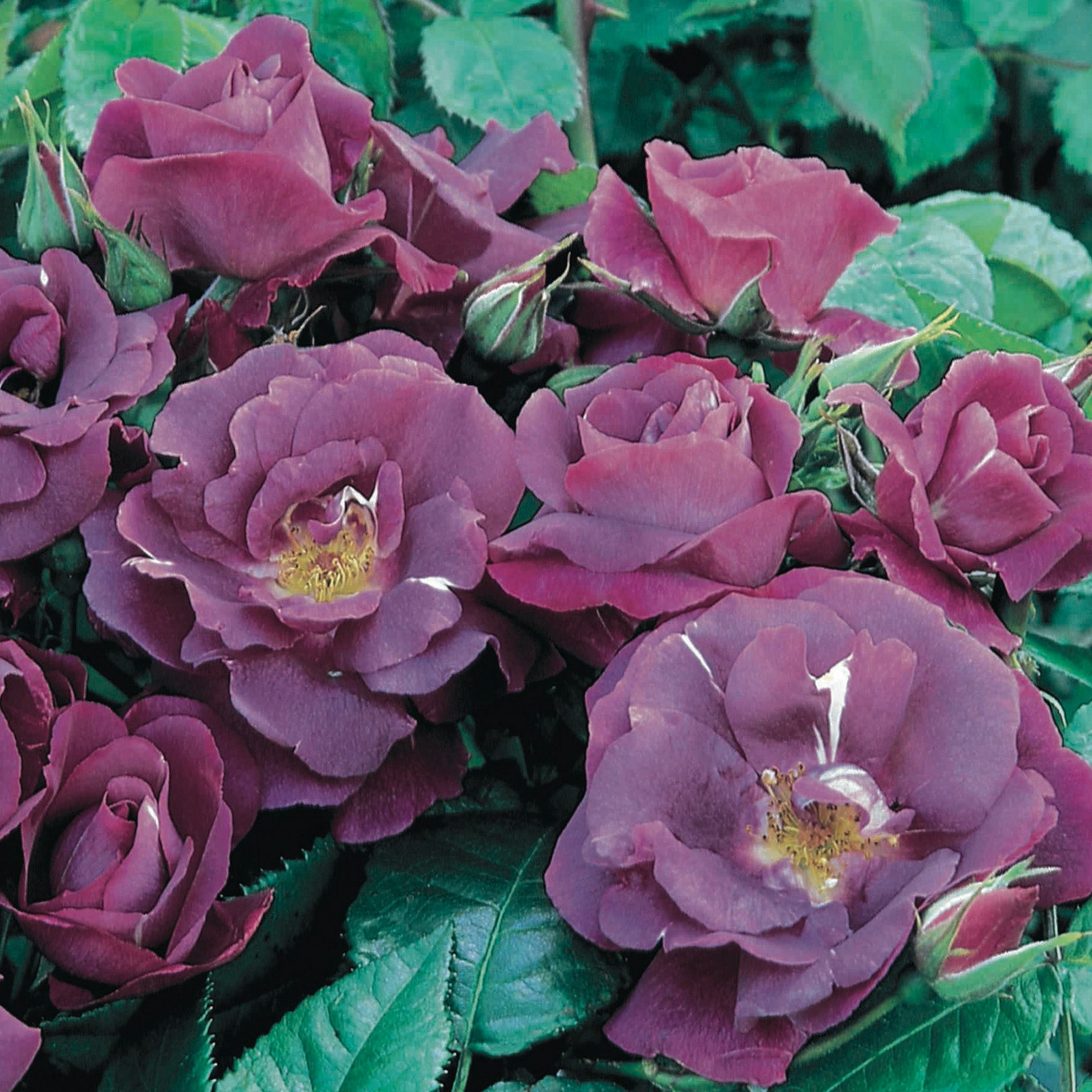 Blue Rhapsody Same Races Rhapsody in Blue | Shrub Rose | David Austin Roses