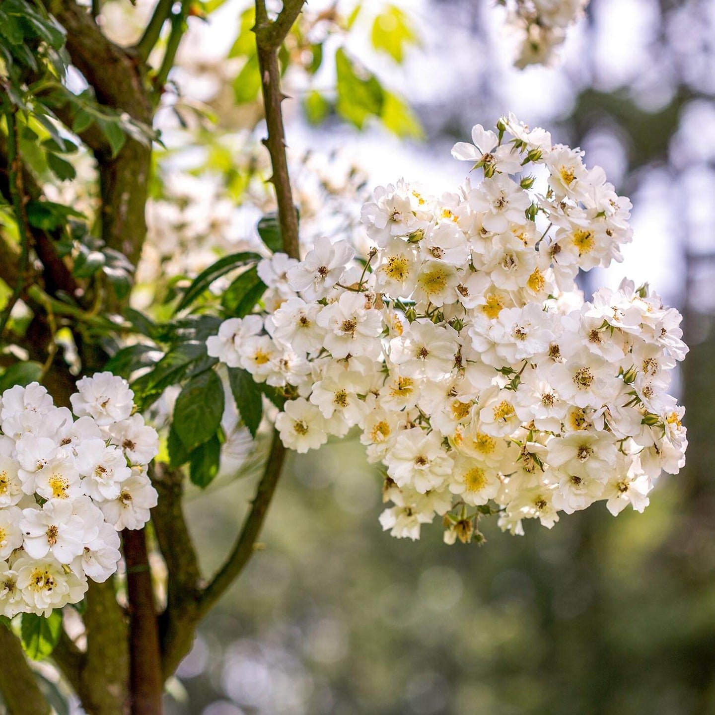 Rambling Rector | Rambling Rose | David Austin Roses