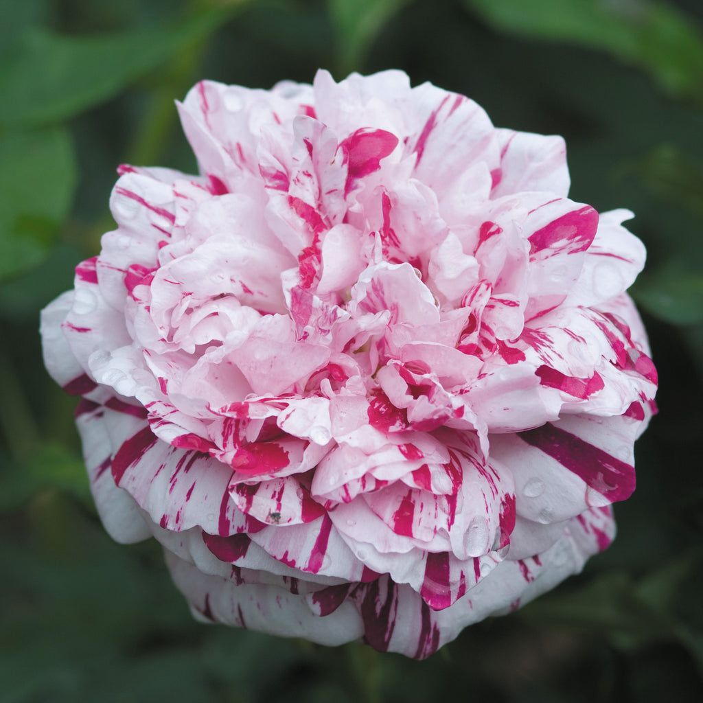 Bologna Roses Variegata di Bologna | Old Rose | David Austin Roses