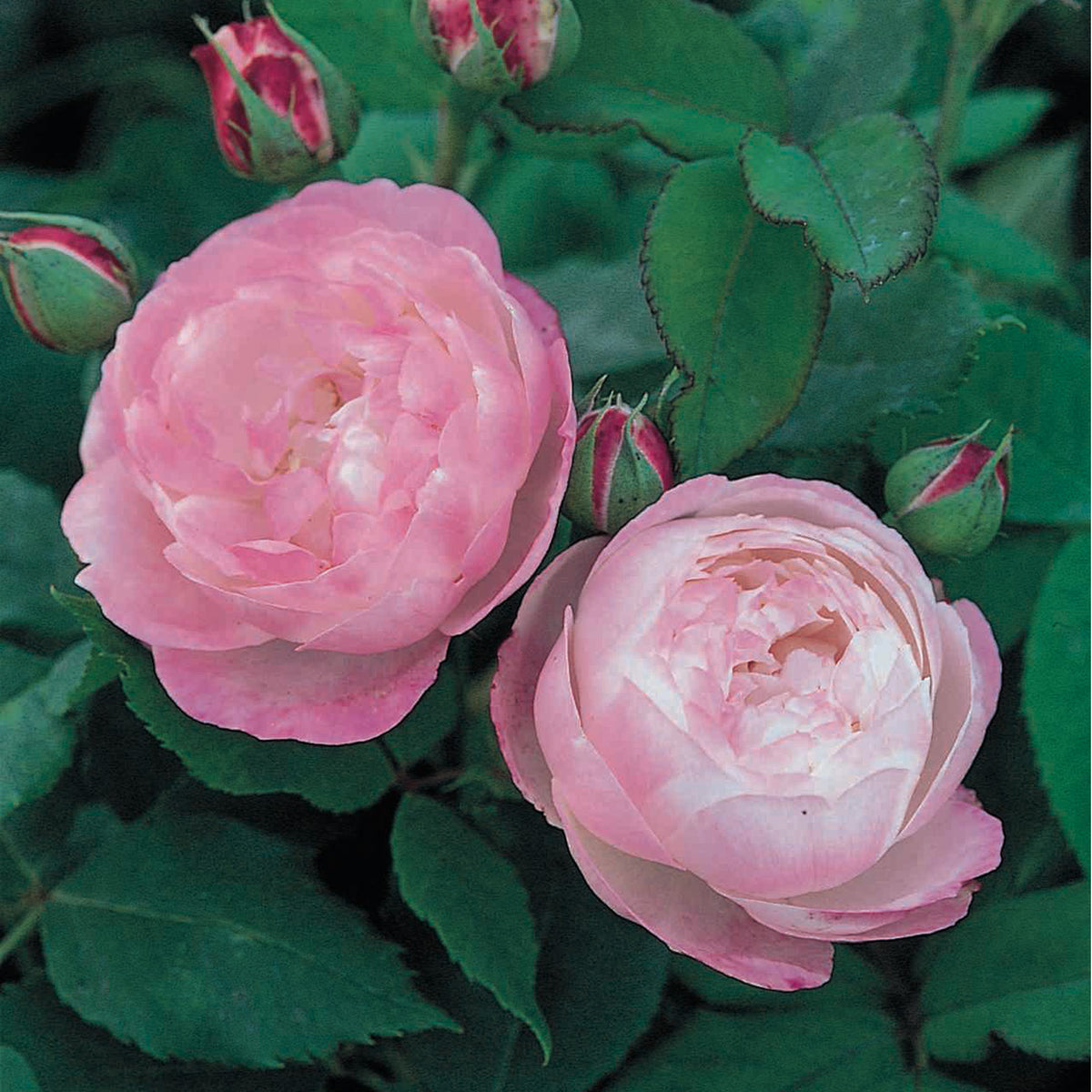 Mme. Pierre Oger | Old Rose | David Austin Roses