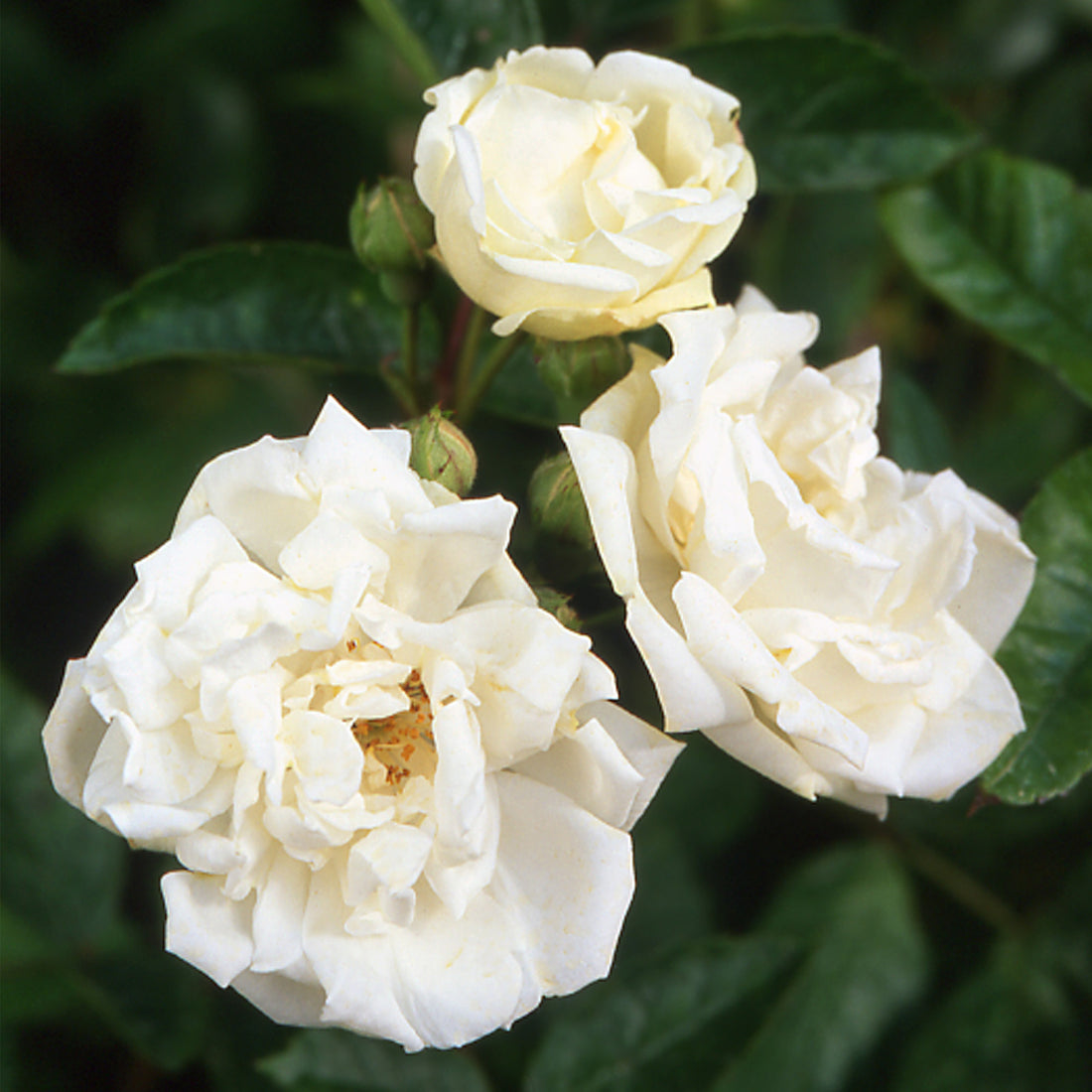 Yvonne Rabier | Dwarf Polyantha | David Austin Roses