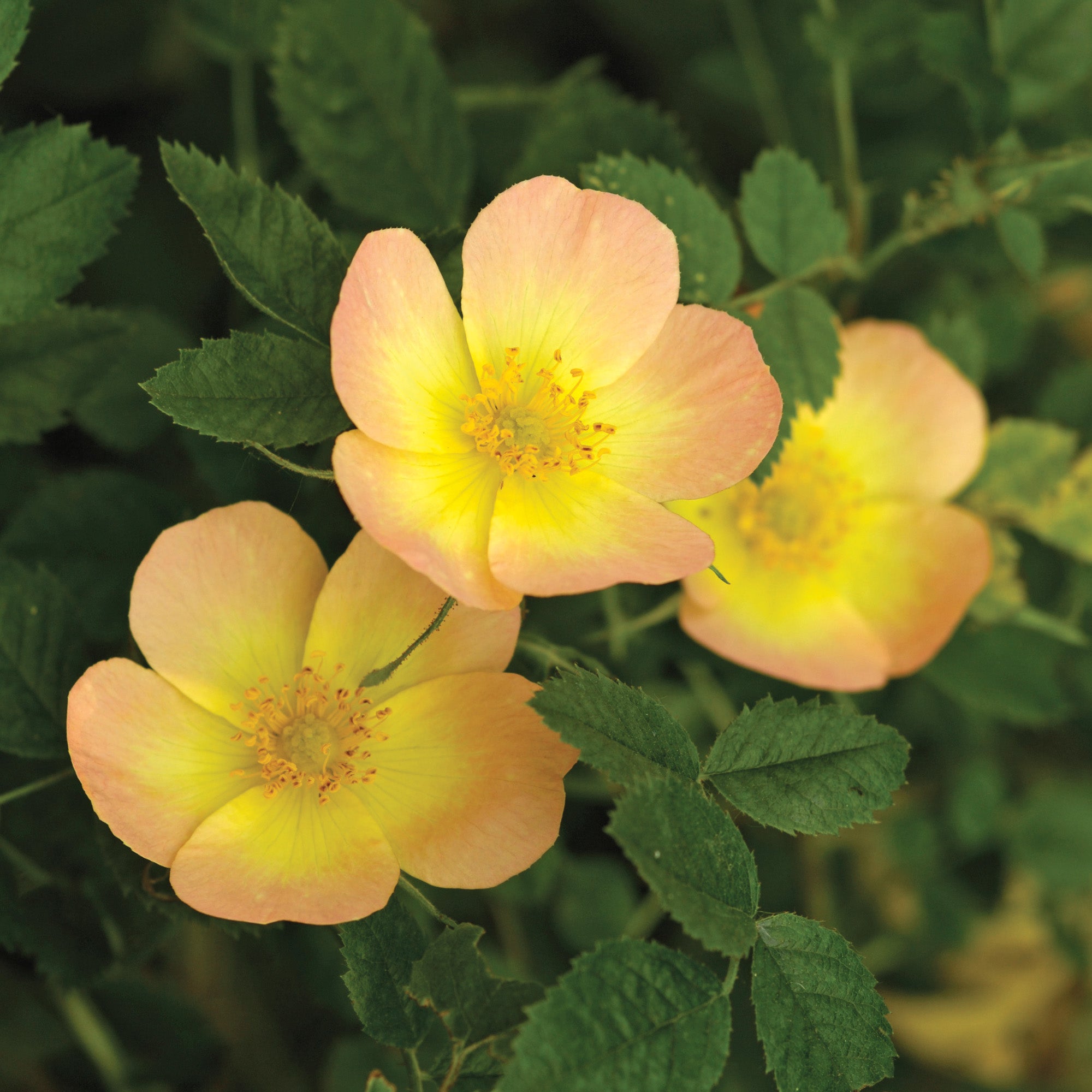 R. rub. ‘Lady Penzance’