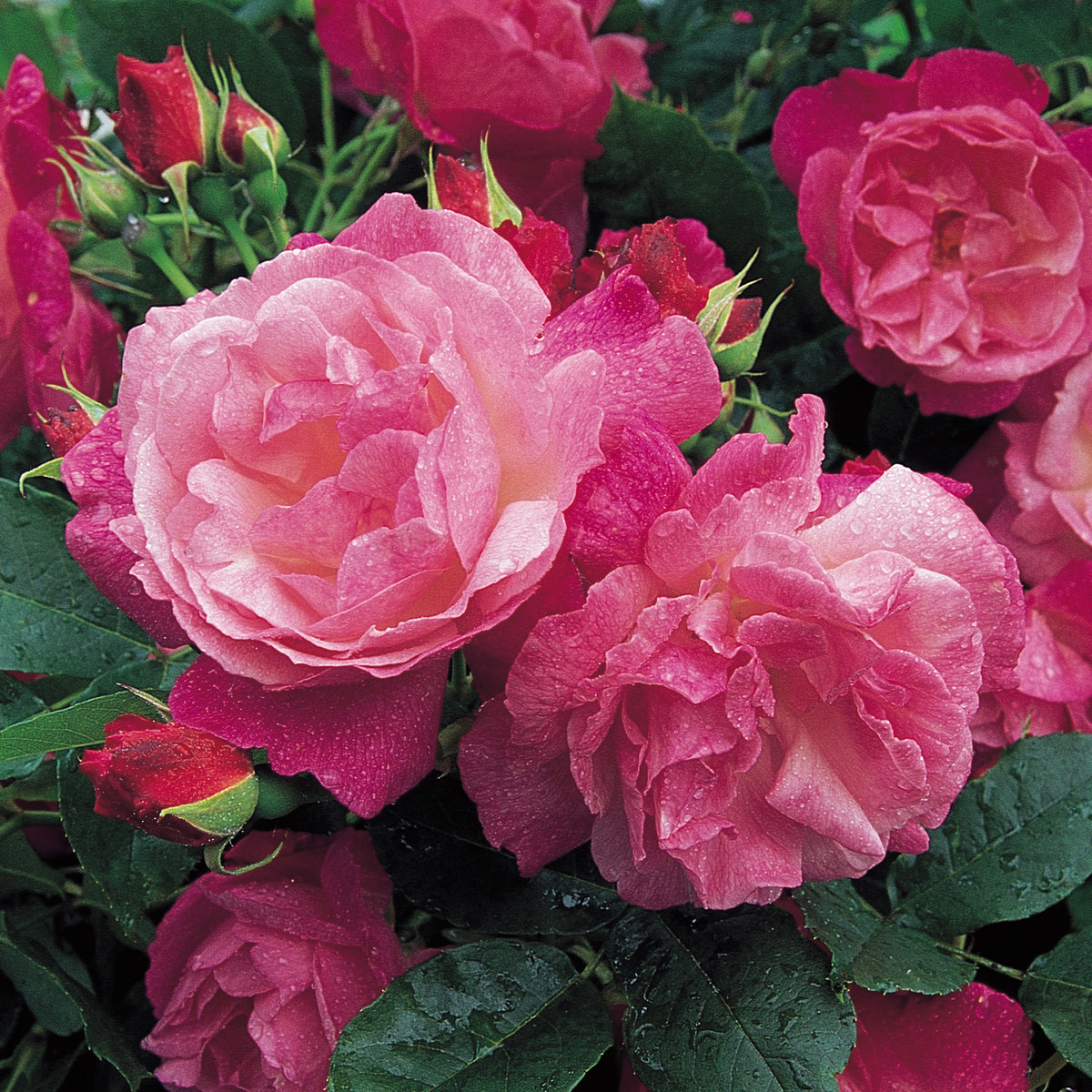 Sophie's Perpetual | Old Rose | David Austin Roses