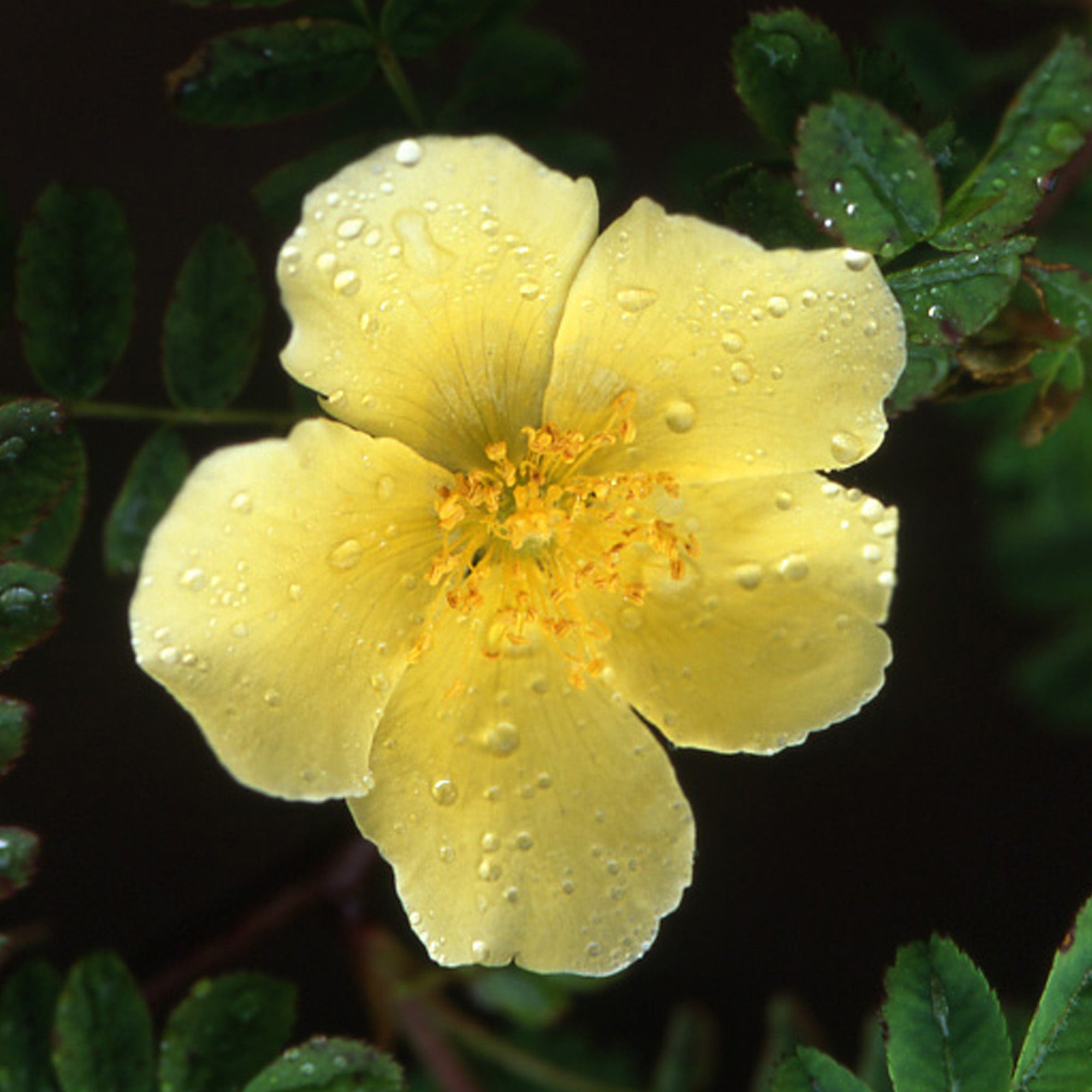 R. 'Hidcote Gold'