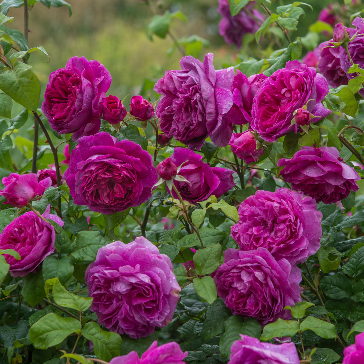 Young Lycidas (Ausvibrant) | English Standard Tree Rose | David Austin ...
