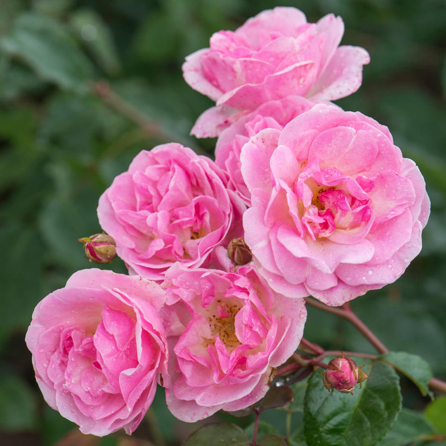 Small Roses | David Austin Roses