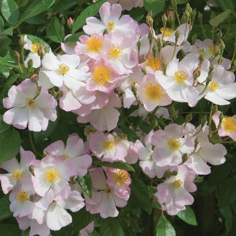 Francis E. Lester | Rambling Rose | David Austin Roses