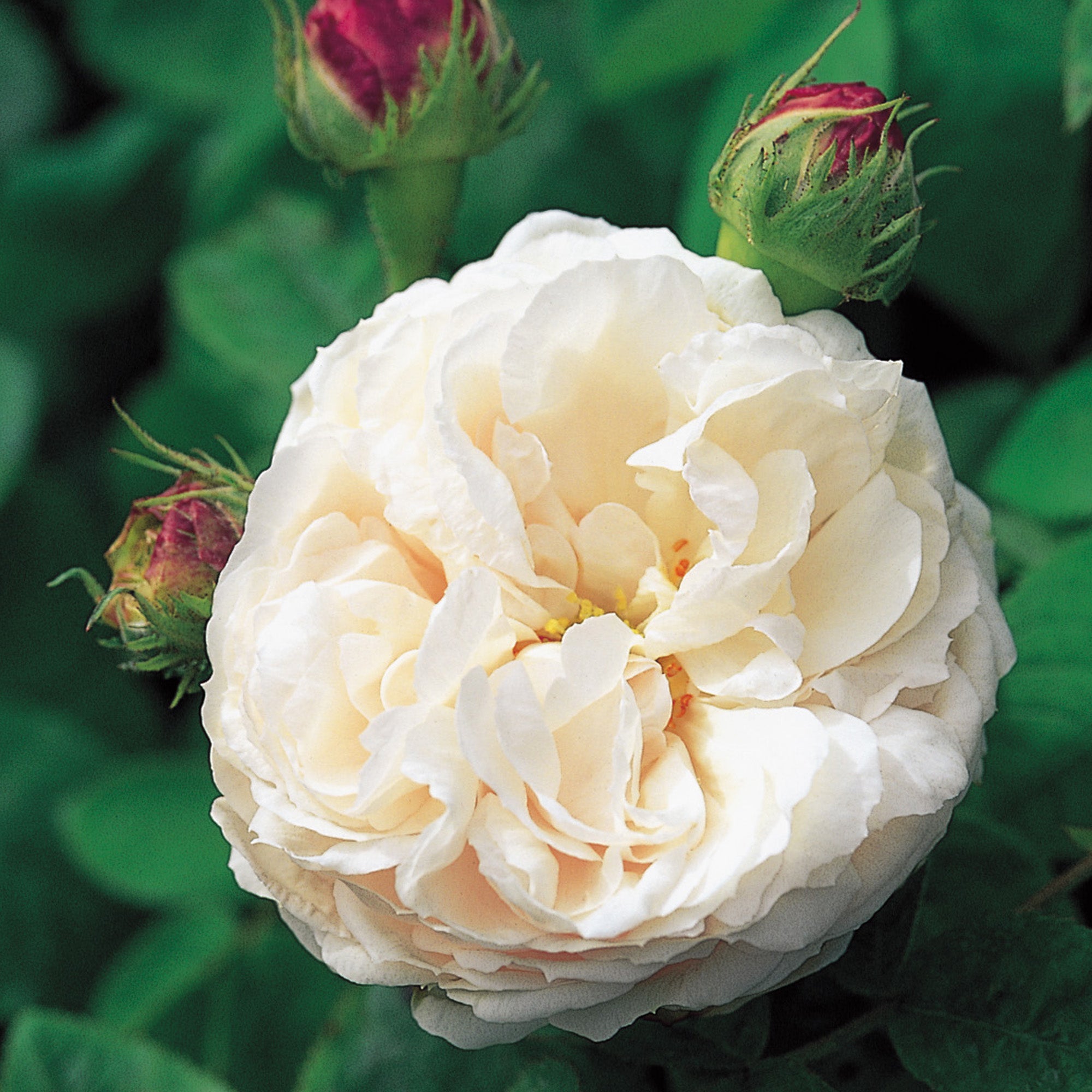 Blanchefleur