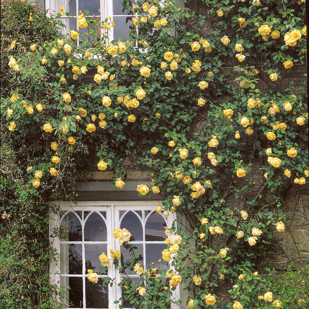 Yellow Climbing Roses | David Austin Roses