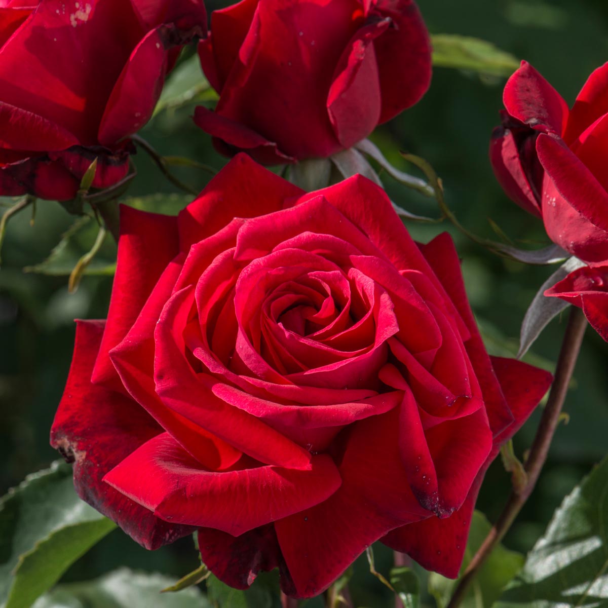 Ruby Amd Roses Ruby Wedding | Hybrid Tea | David Austin Roses