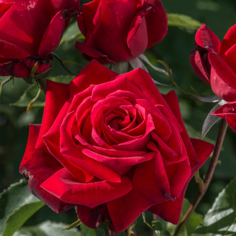 Ruby Wedding | Hybrid Tea | David Austin Roses