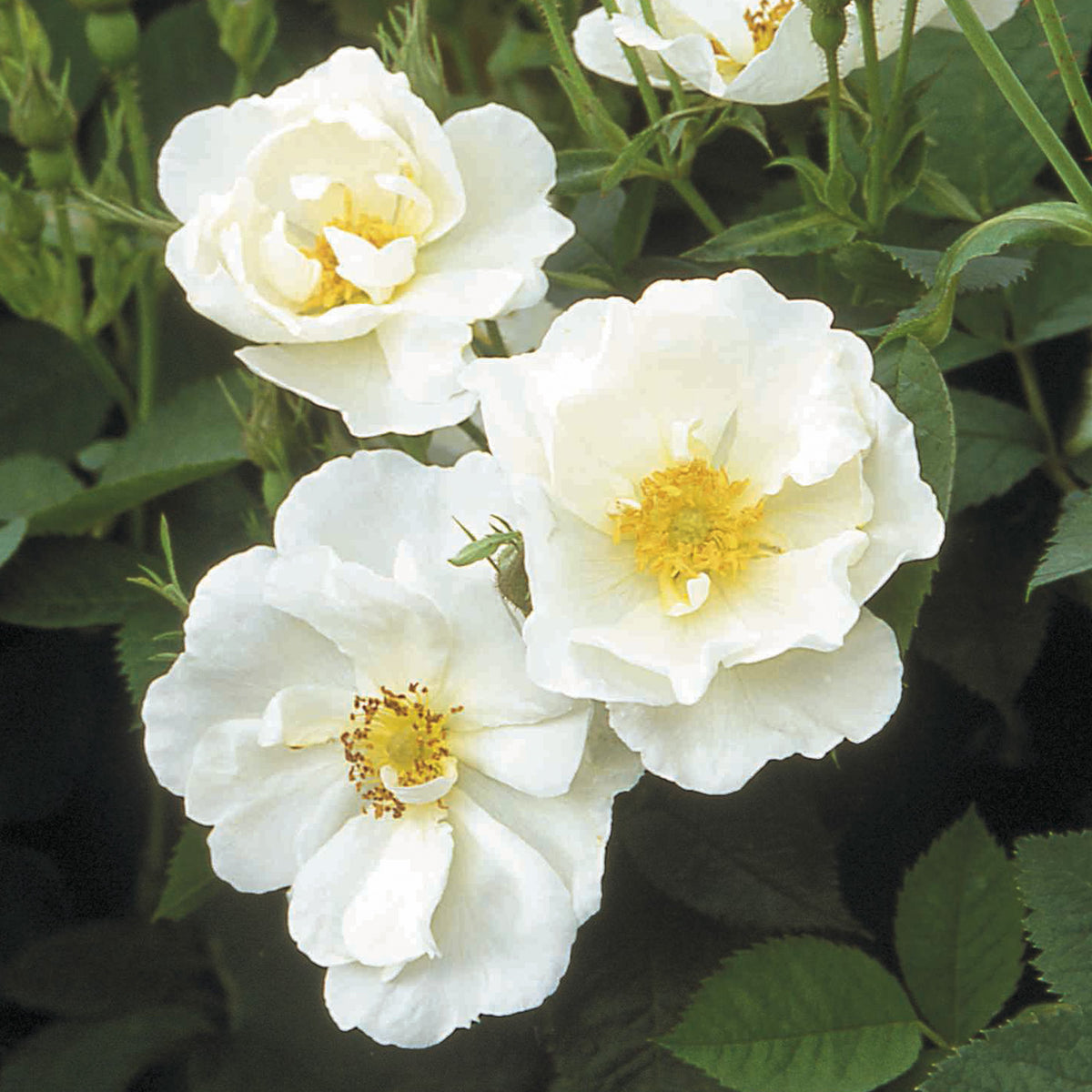 Alba Semi-Plena | Old Rose | David Austin Roses
