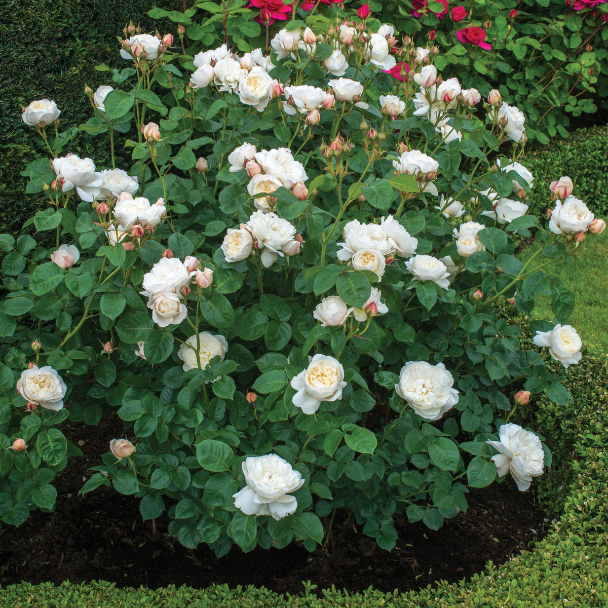 William and Catherine (Ausrapper) | English Shrub Rose | David Austin Roses