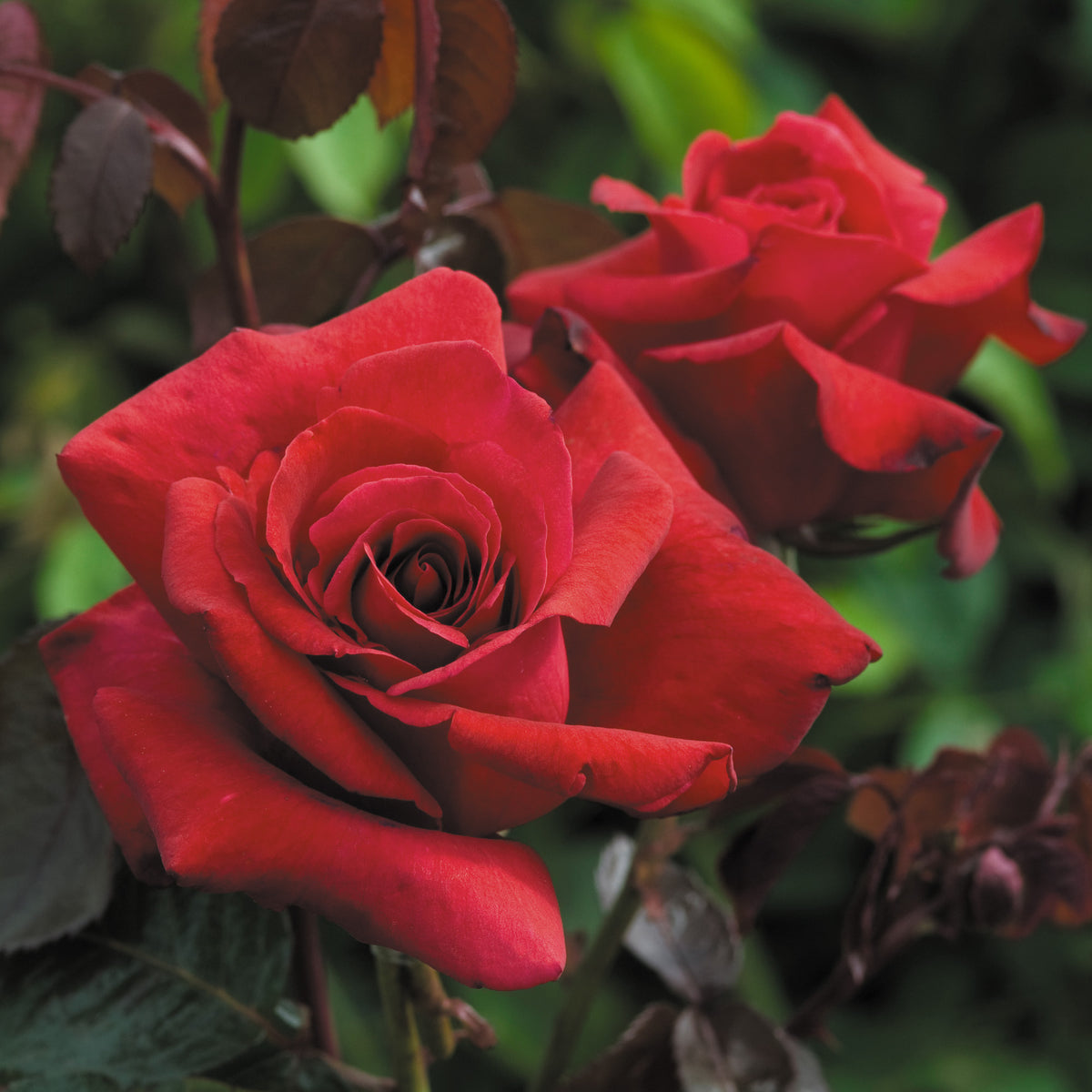 Large Hybrid Tea Roses Hybrid Tea Roses | David Austin Roses